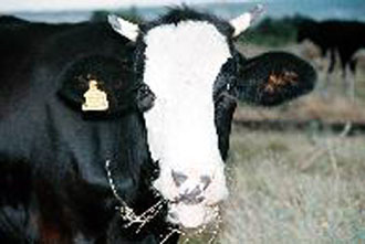 Εν αναμονή της γνωμοδότησης: Συνεδριάζει η επιστημονική επιτροπή για τη σπογγώδη εγκεφαλοπάθεια