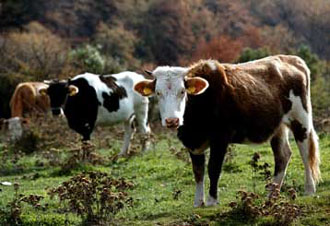 Επιστημονική Επιτροπή της ΕΕ: Ασφαλές το γάλα