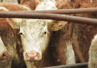 Δεν έπασχε από σπογγώδη εγκεφαλοπάθεια η αγελάδα στον Έβρο