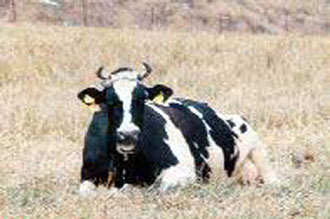 Γιώργος Ανωμερίτης: Η Ελλάδα δεν κινδυνεύει από την ασθένεια της σπογγώδους εγκεφαλοπάθειας