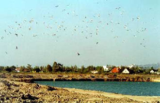 Ανεύθυνο χαρακτηρίζουν το ΥΠΕΧΩΔΕ οι οικολογικές οργανώσεις στο θέμα του Σχοινιά