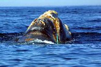 Η ανθρώπινη εισβολή αφήνει τις θάλασσες «ορφανές» από ζωή