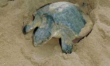 Στις 7 Σεπτεμβρίου η πρεμιέρα του 1ου Διεθνούς Φεστιβάλ Κινηματογράφου για το περιβάλλον