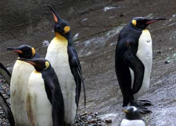 Δέκα χρόνια «ζωής» – Kαι πολλά εκατομμύρια φίλους- μετρά το Linux