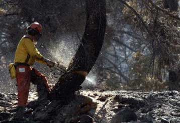Στο έλεος των πυρκαγιών τα δάση των δυτικών ΗΠΑ