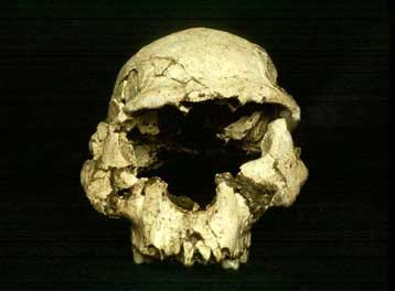 Ερευνητές ισχυρίζονται ότι απομόνωσαν DNA ανθρωποειδούς, ηλικίας 1,8 εκ. ετών