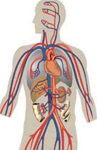 Η χαμηλή χοληστερόλη είναι πιθανόν να συνδέεται με αυξημένη πιθανότητα θανάτου στους ηλικιωμένους