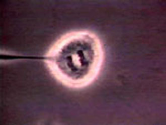 «Eυκολότερη η ανθρώπινη κλωνοποίηση από ό,τι πιστεύεται»