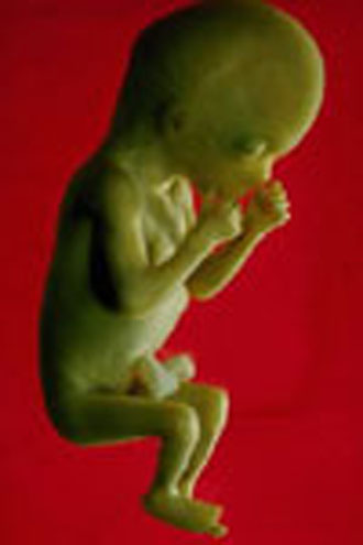 Γαλλίδα επιθυμεί να γεννήσει το παιδί του αδελφού της