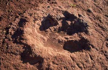 Έξι αβγά δεινοσαύρου με υπολείμματα εμβρύων ανακαλύφθηκαν στην Παταγονία