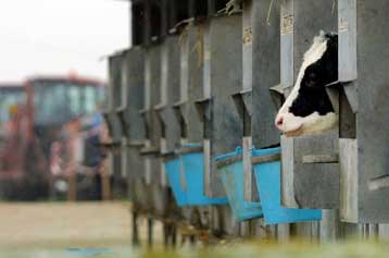 Αποζημιώσεις πληρώνει η Βρετανία στα θύματα των «τρελών αγελάδων»