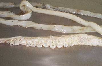 Τον εντοπισμό γιγάντιου καλαμαριού 20 μέτρων θα επιχειρήσει ομάδα Ισπανών ερευνητών