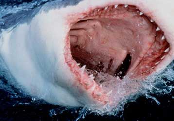 Αιματηρή επίθεση καρχαρία εναντίον δεκάχρονου σέρφερ στις ΗΠΑ