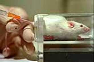 Γενετικά τροποπoιημένα κύτταρα όγκων η βάση για εμβόλια κατά του καρκίνου