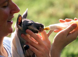 Κρέας στο εργαστήριο δημιούργησαν Ολλανδοί επιστήμονες