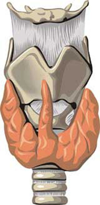 Στοπ στη διακίνηση θυρεοειδικής ορμόνης από τον ΕΟΦ