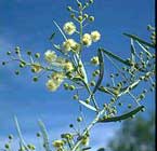 Φυτικές ουσίες στη μάχη κατά του καρκίνου