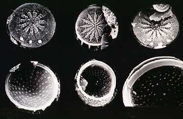 Μεγάλο τμήμα της Γης ήταν θερμότερο την εποχή των δεινοσαύρων από ό,τι τώρα