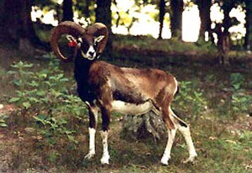 Ο πρώτος υγιής κλώνος απειλούμενου είδους παρουσιάζεται στο Nature