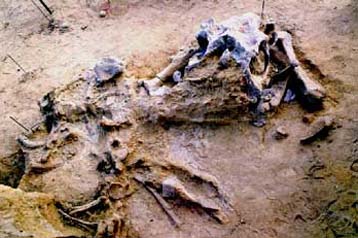 Σκελετό ελέφαντα από το Πλειστόκαινο έφερε στο φως η ανασκαφή