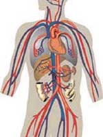 Νέες εφαρμογές της γενετικής στα αιμοφόρα αγγεία