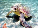 Η χελώνα Caretta caretta αποκτά ένα νέο σπίτι στη Μεσσηνία
