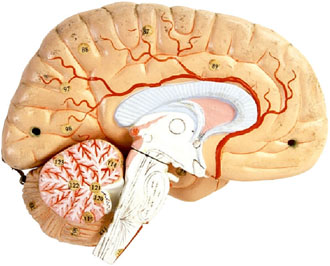 Μείωση των θανάτων από μηνιγγίτιδα σύμφωνα με βρετανικές έρευνες