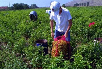 Έκτακτο επίδομα 120.000 δρχ. από τον ΟΓΑ σε όσους επλήγησαν από τις πυρκαγιές του 2000