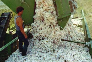 Απάτες με πλασματικές παραδόσεις βαμβακιού ανακάλυψαν οι υπηρεσίες του υπ. Γεωργίας