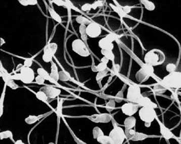 Επηρεάζεται η γονιμότητα από την έλλειψη βαρύτητας;