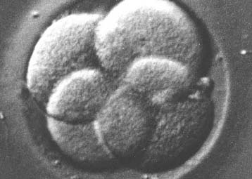 Αντιδράσεις για το πρώτο κλωνοποιημένο έμβρυο, αλλά και κατηγορίες περί… κλοπής