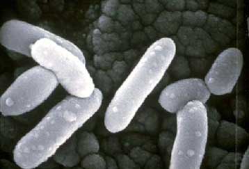 Γενετικά τροποποιημένοι μικροοργανισμοί καταστρέφουν όγκους