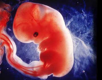 To Ευρωκοινοβούλιο απέρριψε πρόταση για απαγόρευση της έρευνας σε έμβρυα