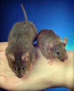 Το δέρμα παράγει φυσικά αντιβιοτικά