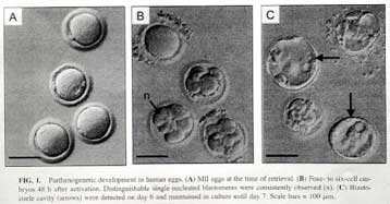 Ωάρια πιθήκων αναπτύσσονται σε έμβρυα, στο πλαίσιο πειράματος Αμερικανών επιστημόνων