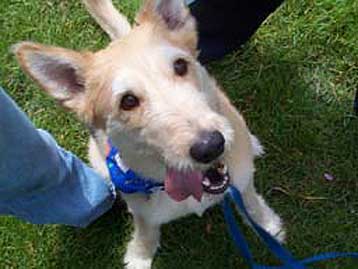 Οι ιδιοκτήτες μπορεί να βλάψουν σοβαρά την υγεία των κατοικιδίων