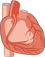 Πρωτεΐνες δείκτης για πιθανή εμφάνιση καρδιοπαθειών