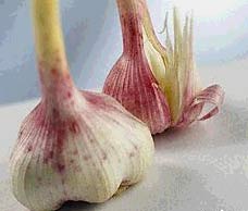 Το σκόρδο στον πόλεμο κατά των ανθεκτικών μικροβίων