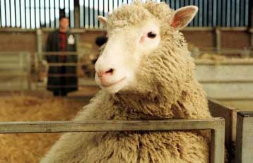 Από αρθρίτιδα πάσχει η Ντόλι, το πρώτο κλωνοποιημένο πρόβατο