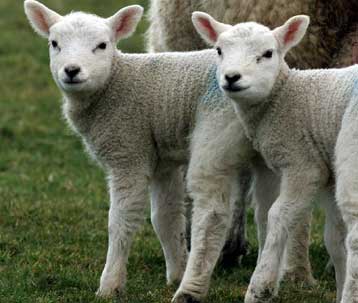 Αφθώδης πυρετός τέλος, ανακοίνωσαν οι βρετανικές Αρχές