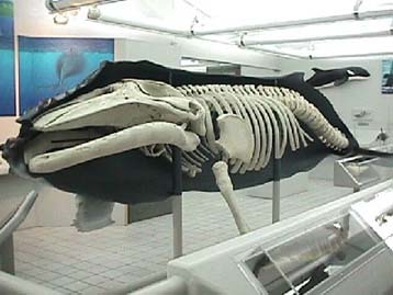 Σκελετός φάλαινας ηλικίας 158 ετών πωλείται μέσω του Διαδικτύου