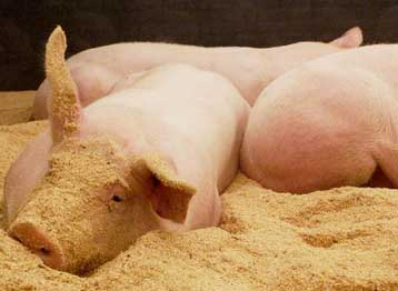 Χοίρους με γονίδια… σπανακιού δημιούργησαν Ιάπωνες επιστήμονες