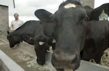 Η Ελλάδα θα καταταγεί στις χώρες με κρούσματα της ασθένειας των «τρελών αγελάδων»