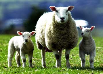 Μην μετράτε πρόβατα για να σας πάρει ο ύπνος, συμβουλεύουν Βρετανοί ερευνητές