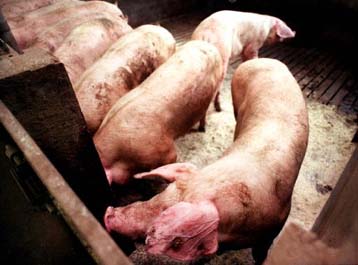 Διοξίνες και σε ζωοτροφές για τα χοιρινά εντοπίστηκαν στο Βέλγιο