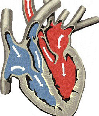 Οι λοιμώξεις σχετίζονται με την εμφάνιση καρδιοπαθειών