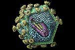 Νέα μέθοδος καταπολέμησης του HIV