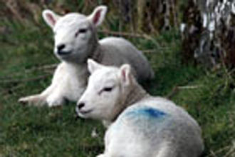 Αφθώδης πυρετός τέλος, ανακοίνωσαν οι βρετανικές αρχές