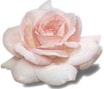 Νέα επιτυχής θεραπευτική αγωγή για τις υποτροπές του καρκίνου των ωοθηκών