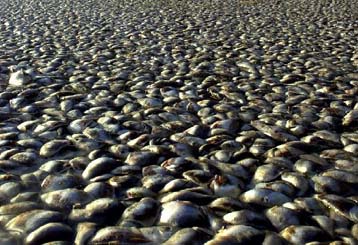 Τοξικά φύκια «πνίγουν» τα ψάρια στις ακτές της Αφρικής